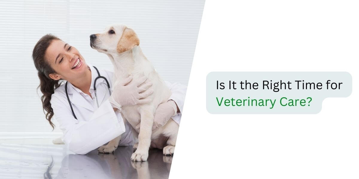 right-time-for-veterinary-care