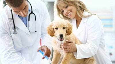 veterinarian-email-list